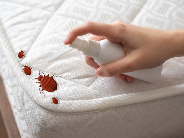 Best Ant Control Services  in San Carlos, TX